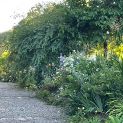 herbaceous border 3