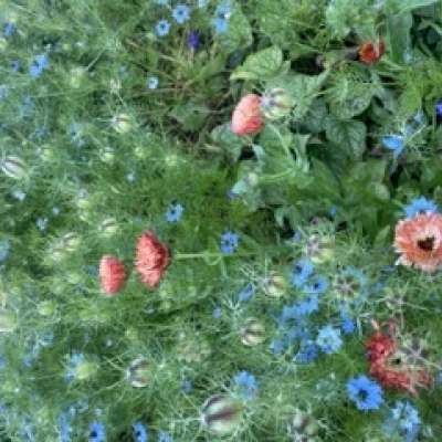 herbaceous border 4