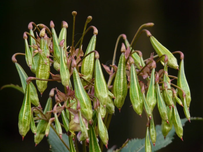 himalayan balsam seeds capsule fruits