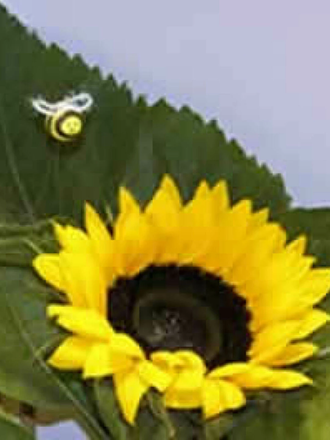 honey and bee