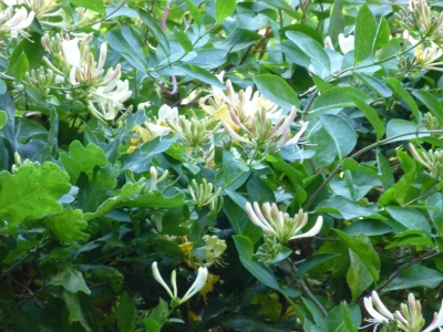 honeysuckle 3 1