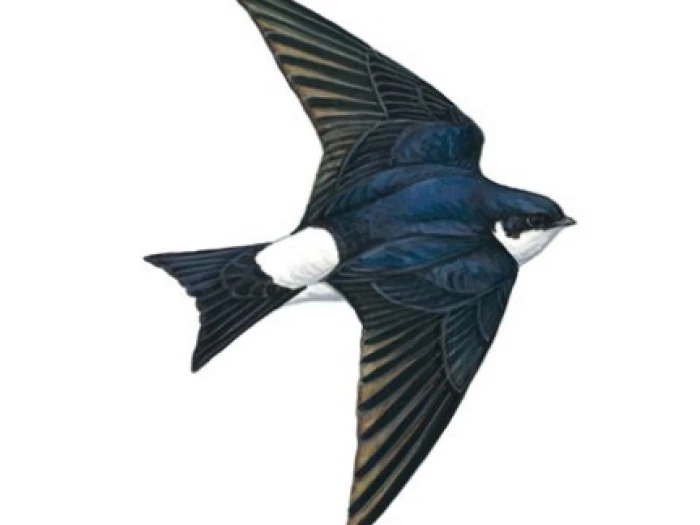house martin