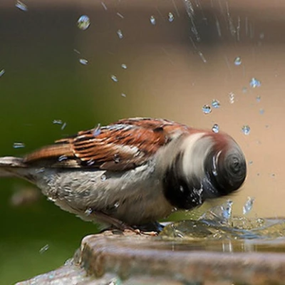 house sparrow