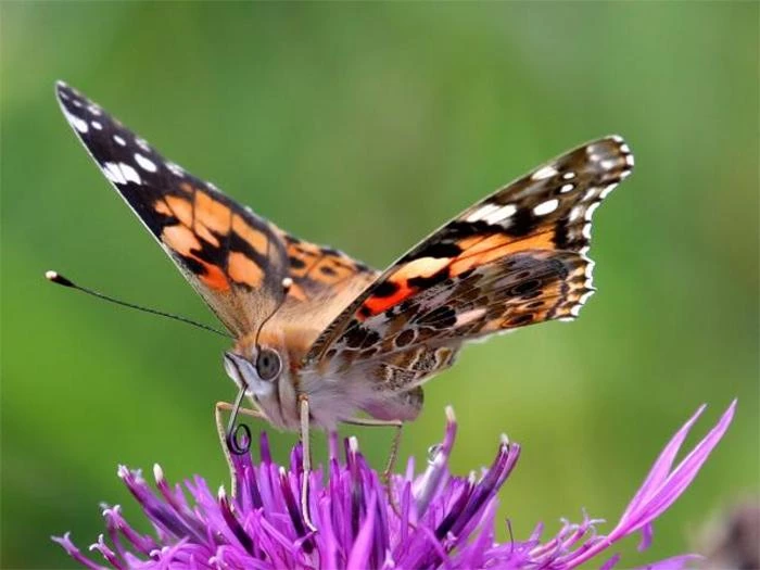 image 20190719butterfly
