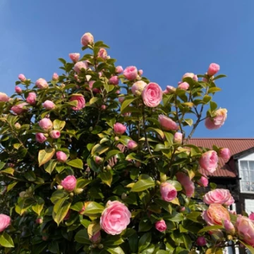 image0150