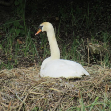 image0810