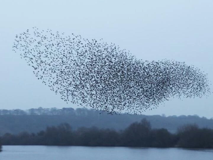 image0931