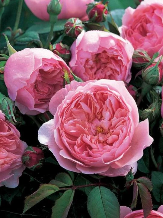 image0969