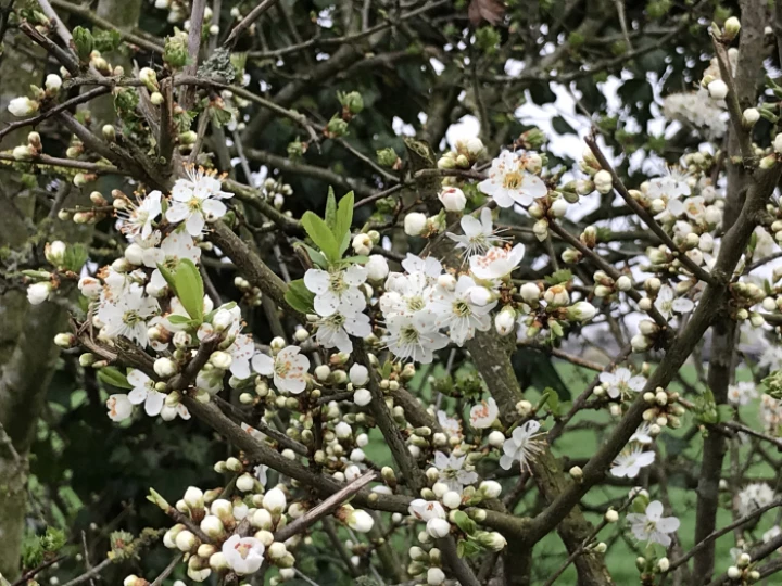 image1343blackthorn1