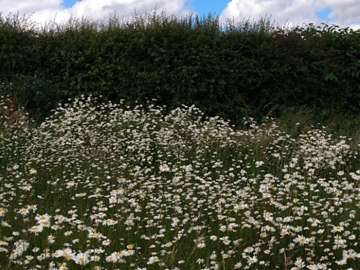image20210616140020415