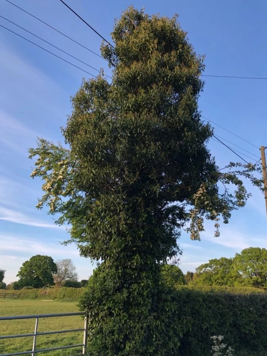 ivy  on trees