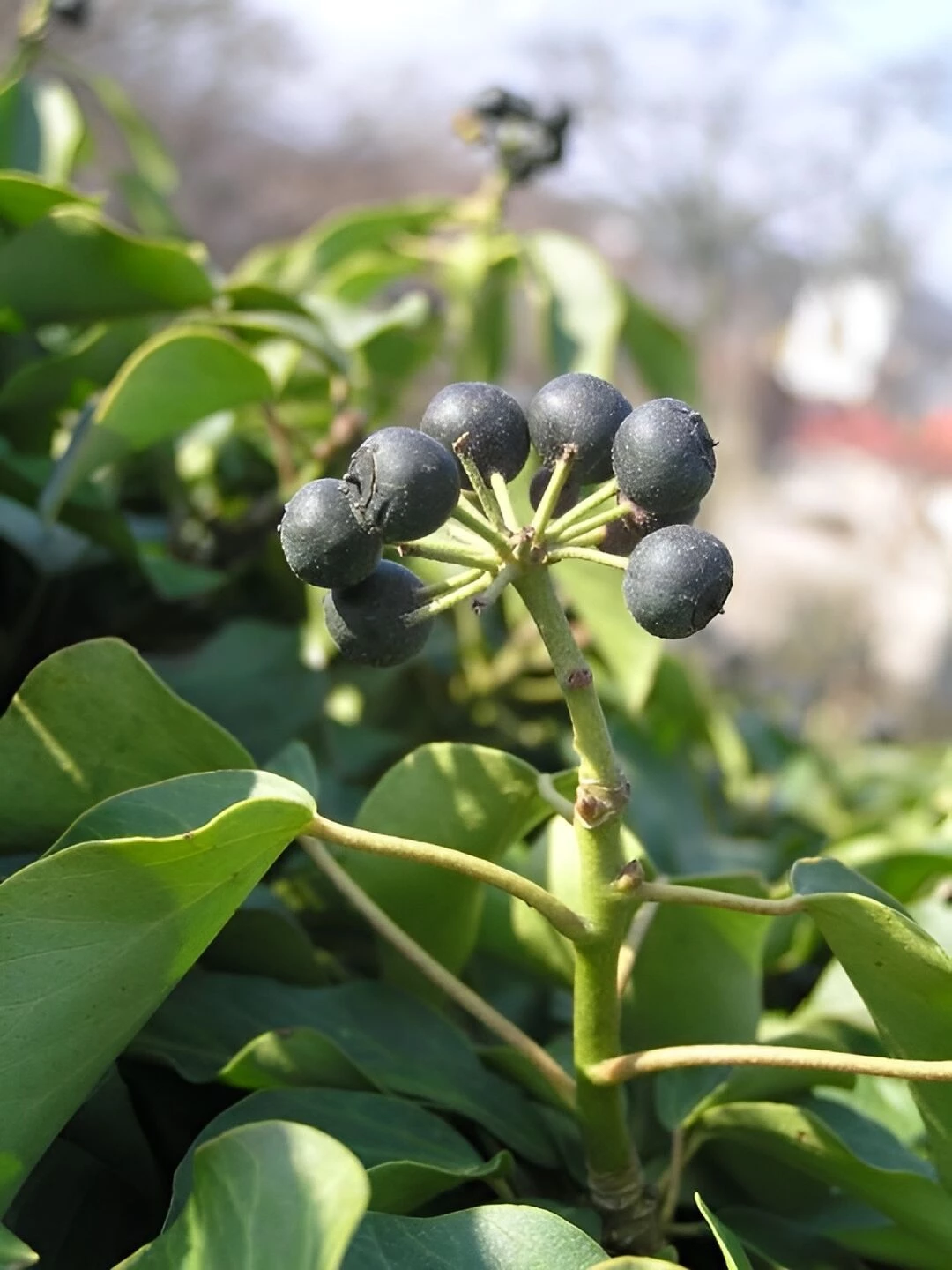 ivy 4