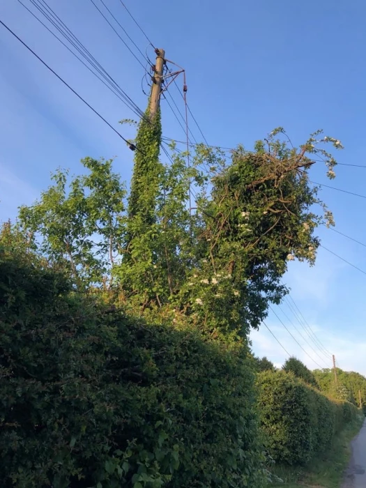 ivy on trees