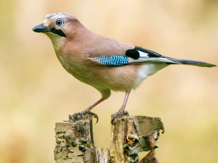 jay garrulus glandarius facing left