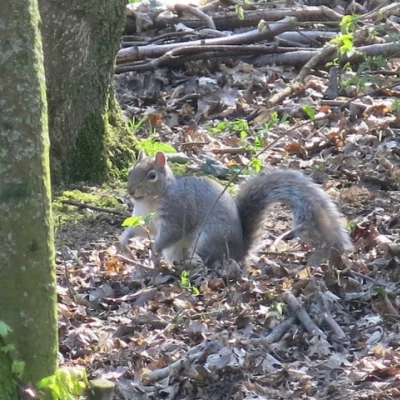 keith barker woodland photos april 2020 2