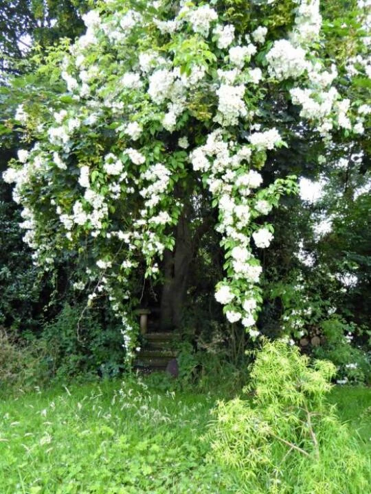 kiftsgaterosetreetattenhallgardenistae1471357602368