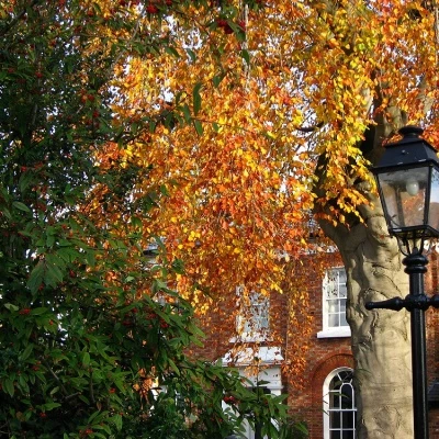 lampost glory