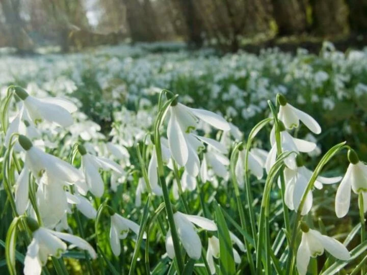 landscape1484040186snowdrops
