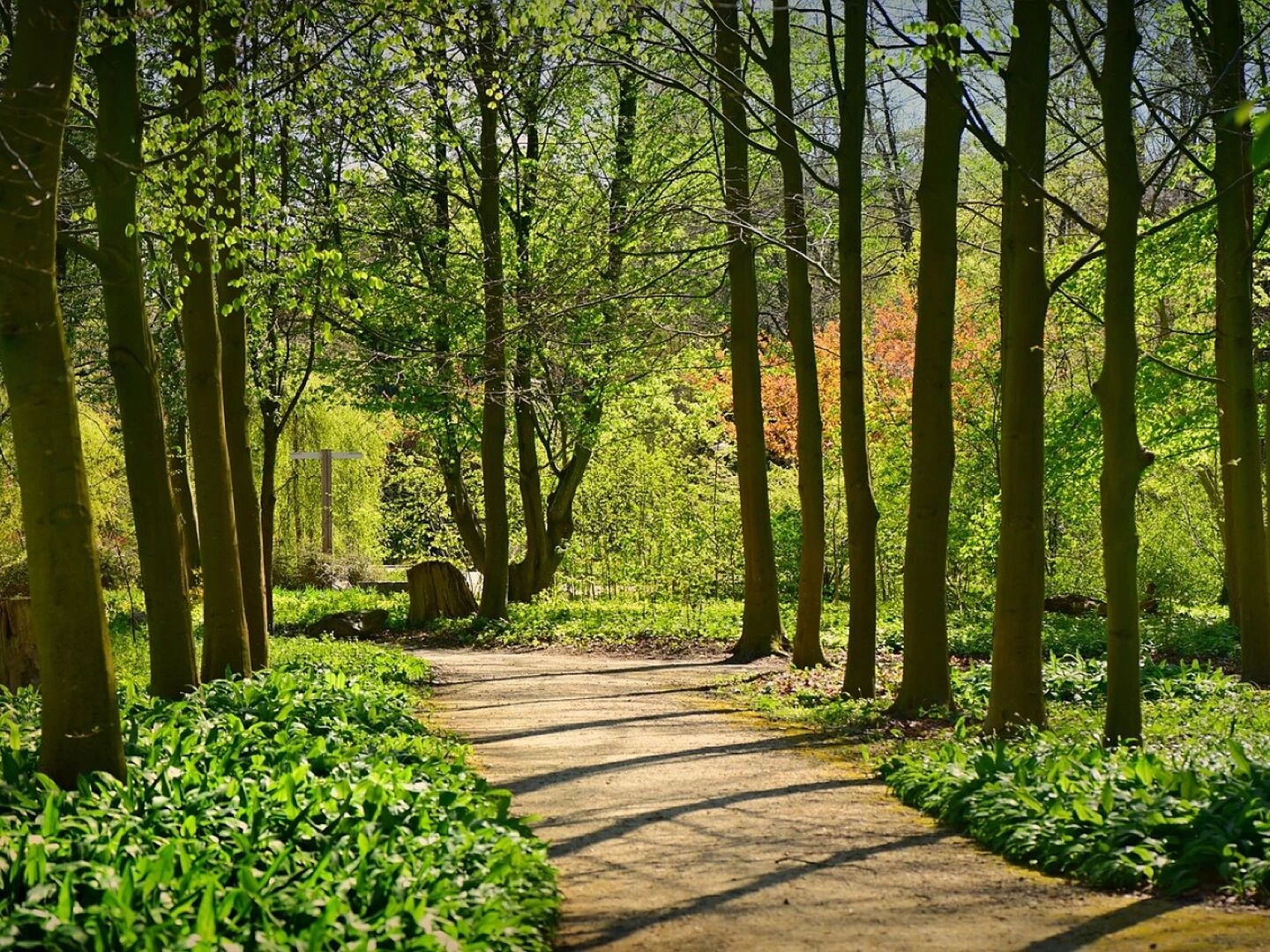 lane tree forest