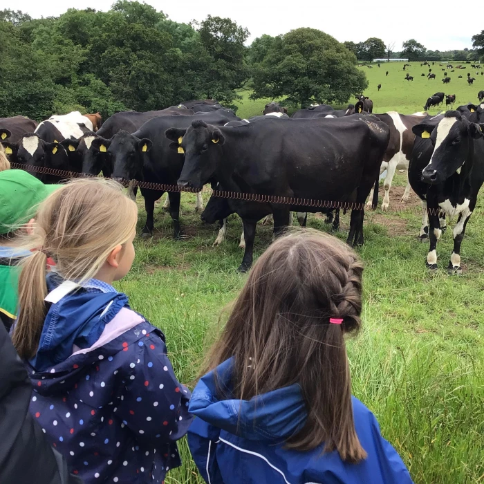 learning about the cows