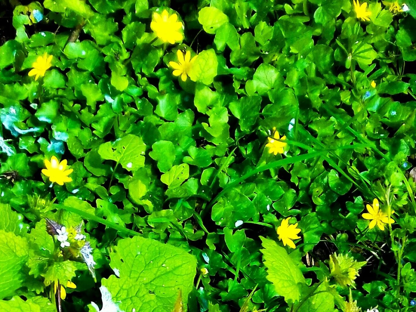 lesser celandine