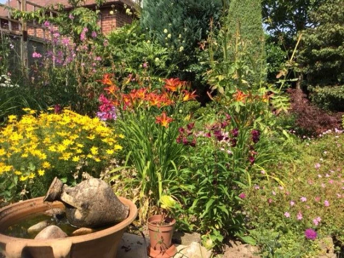 lilies daisies crocosmia