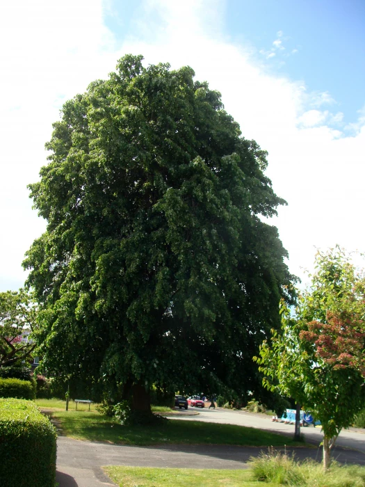 lime tree   hallfields road 2 2