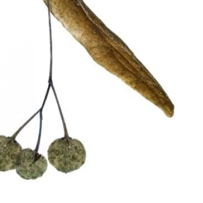 lime tree seeds on wing 1