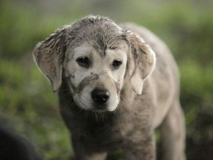 lost dog 1024