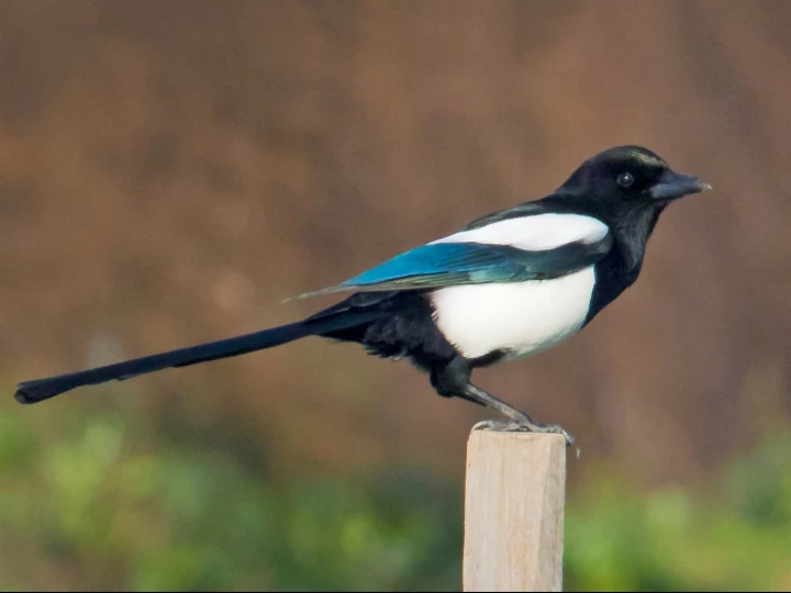magpie