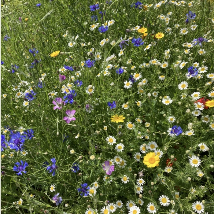 mini meadows