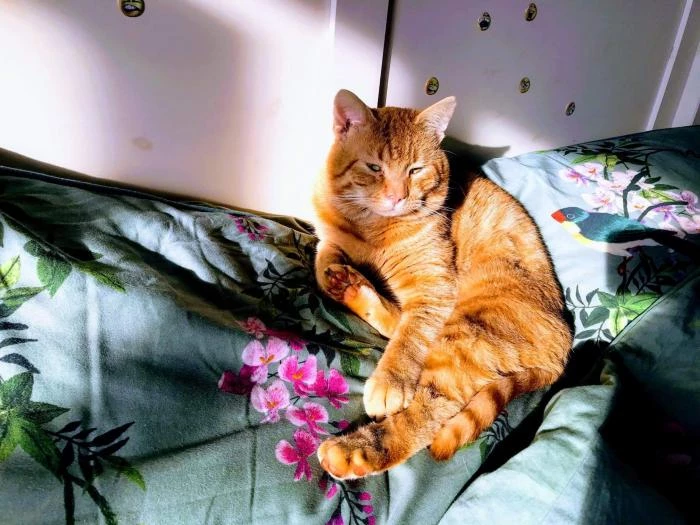 missing cat dec 20191618374024969480 1