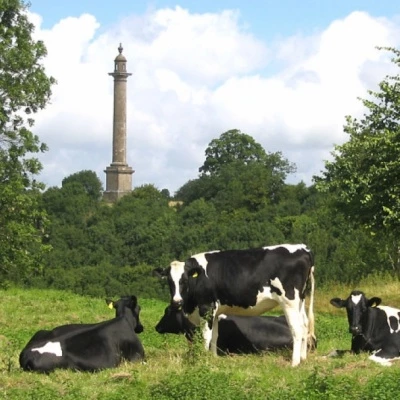 monument  cows