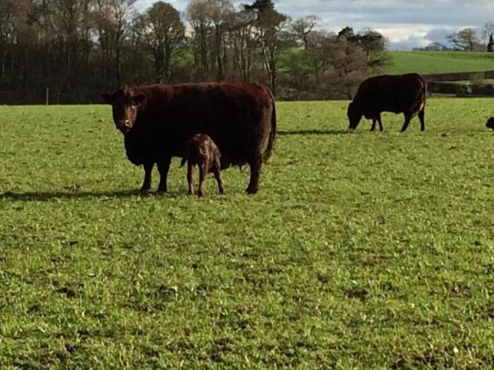 mummy and baby cow