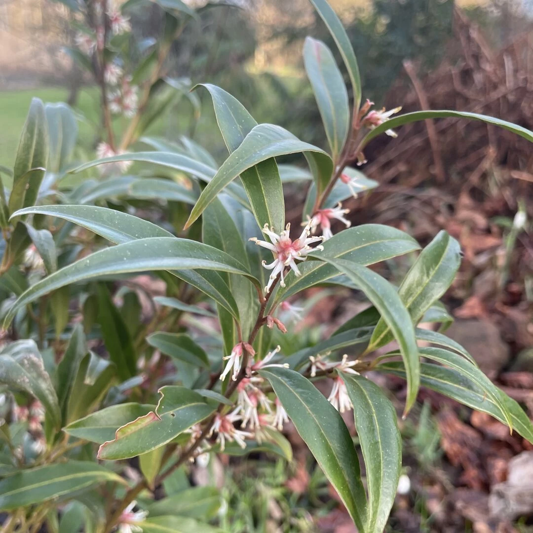 mzz b february
