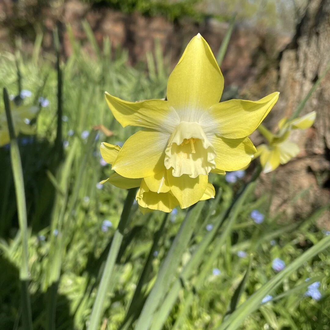 mzz b39s garden april 25