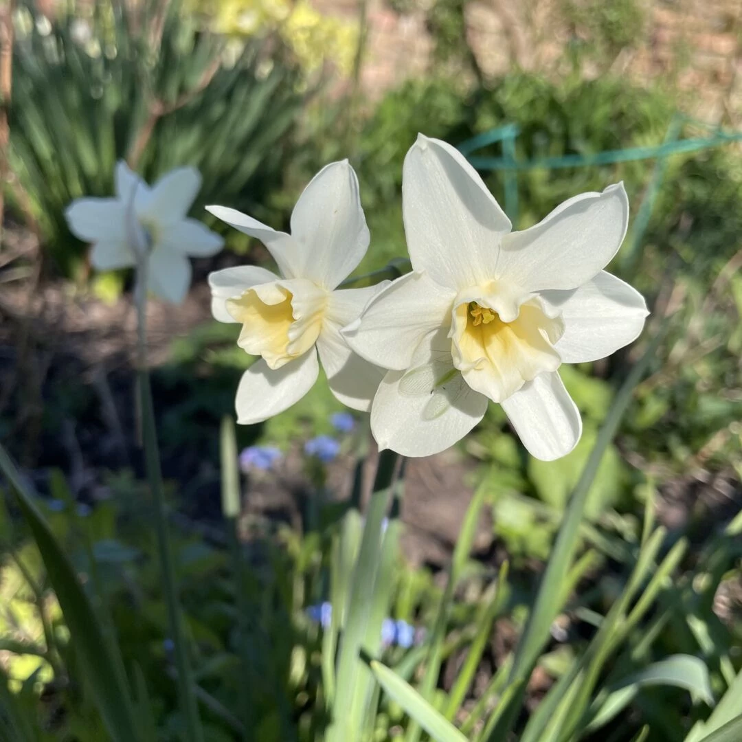 mzz b39s garden april 25
