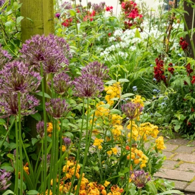 ngs burton 2