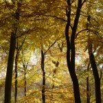 ninn woods 1