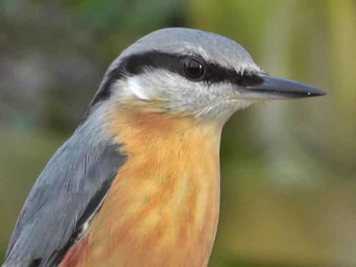 nuthatch