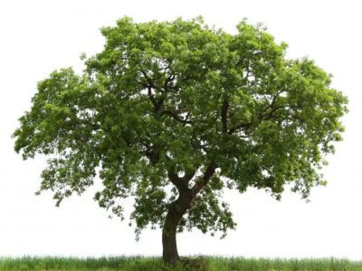 oaktree