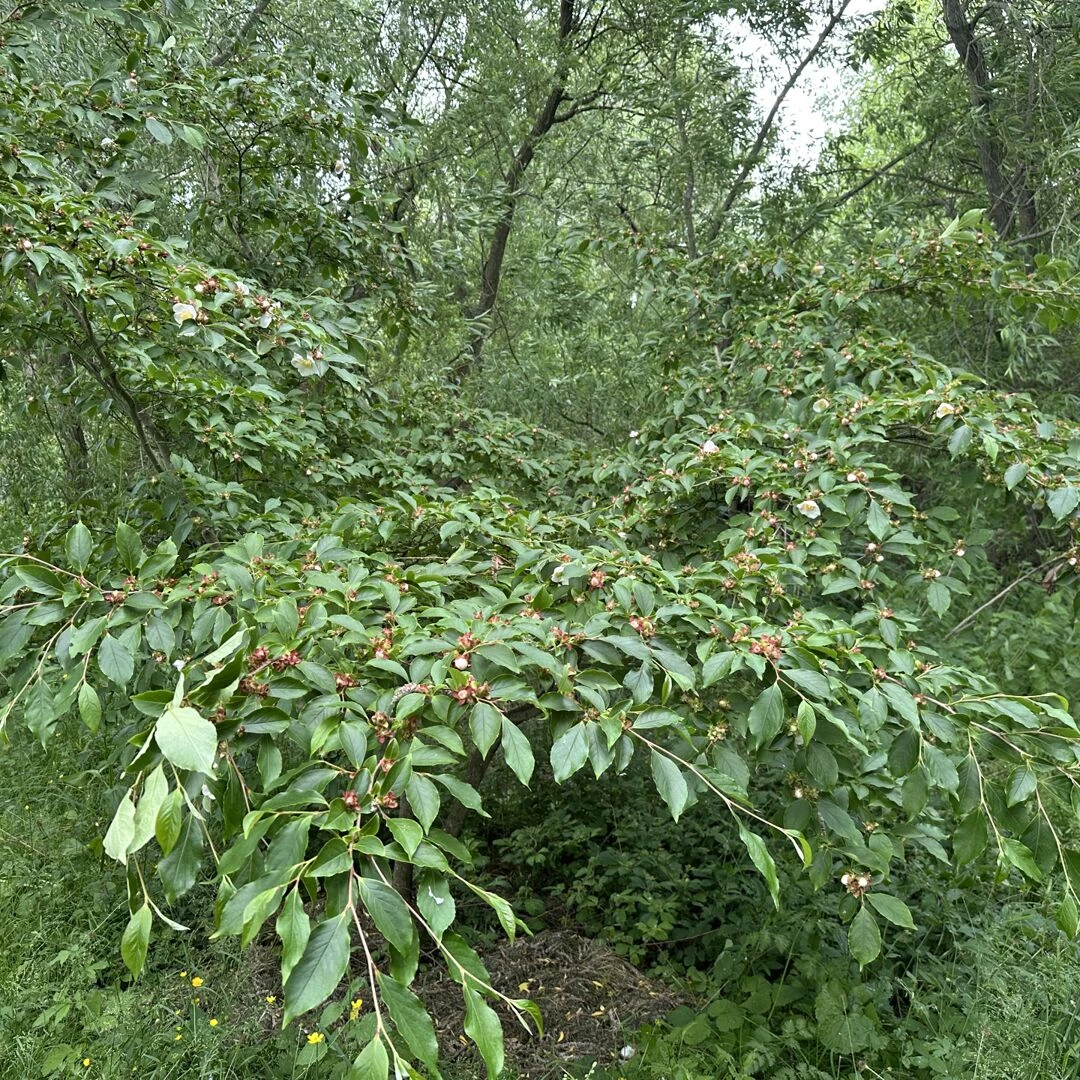 open garden 07