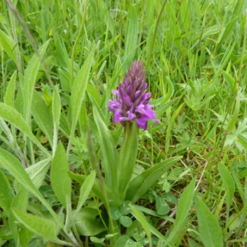 orchid