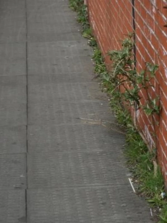 pavementweedscpb
