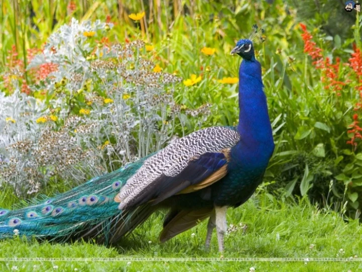 peacocks4e