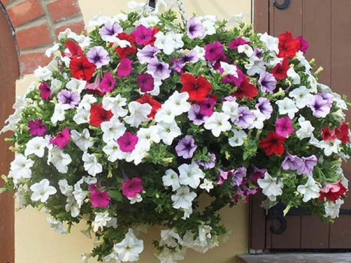 petunia surfinia 2210623