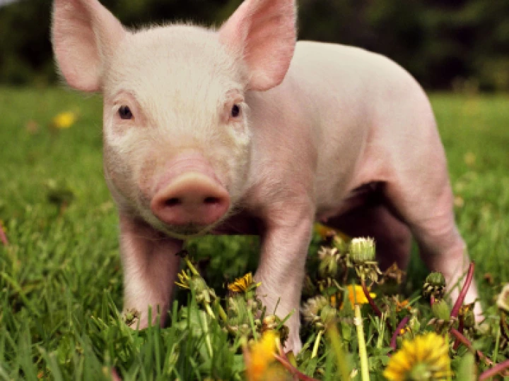 piglet