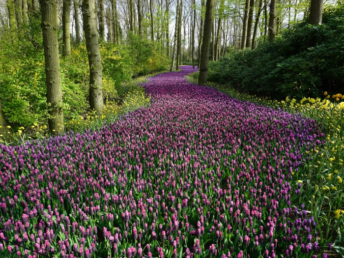 pink flower field