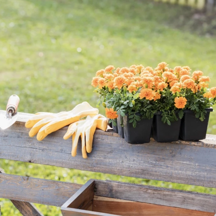 planting marigolds