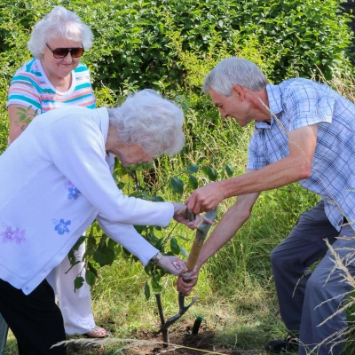 planting plumb tree